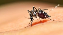 Casos de dengue crescem 134% no Estado da Bahia