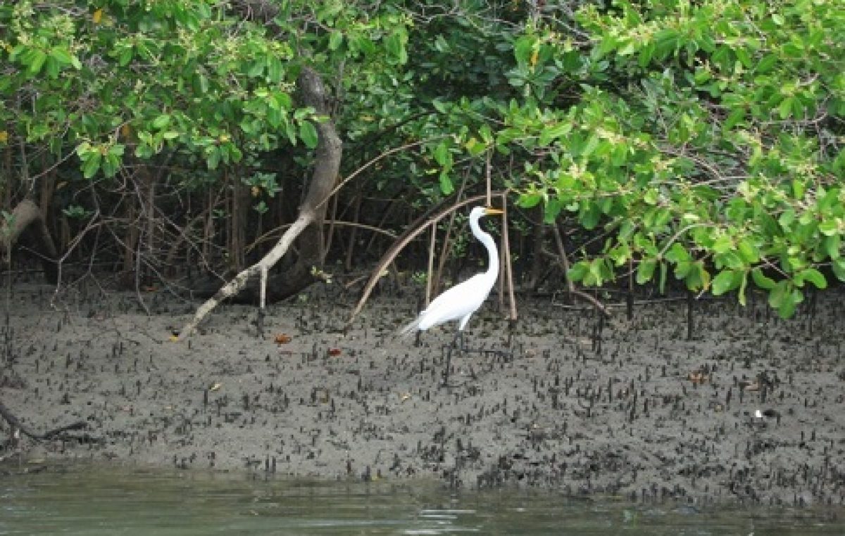 Conselho Municipal de Defesa do Meio Ambiente constitui e nomeia membros da Comissão Eleitoral que procederá com a eleição dos representantes da Sociedade Civil