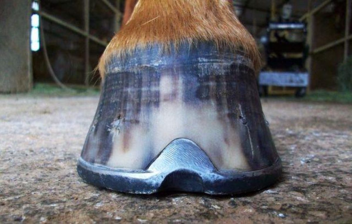 SEMAP realizou curso de Casqueamento de Equinos