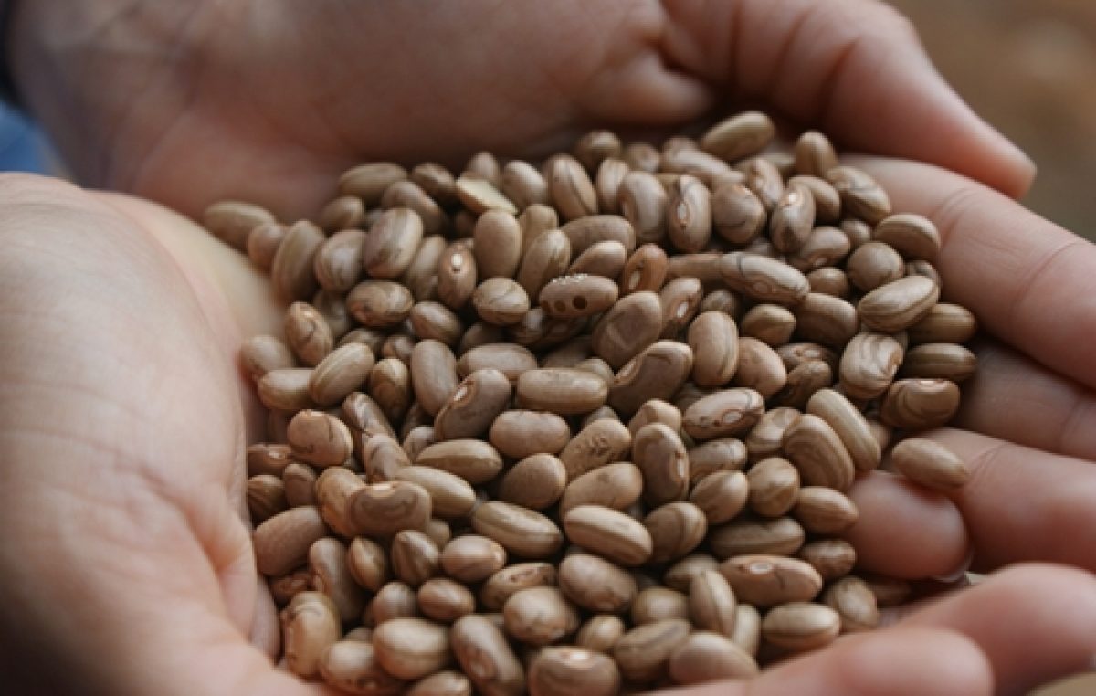 Prefeitura distribuiu 500 kg de sementes de milho e entregará mais 350 kg de sementes de feijão