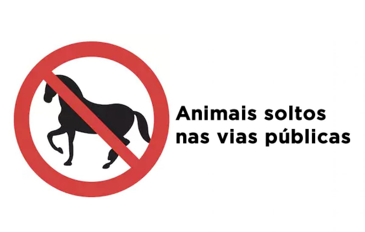 Animais soltos nas vias públicas em São Francisco do Conde são recolhidos e proprietários penalizados