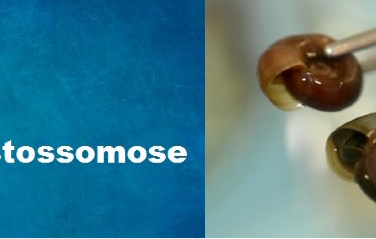 Ações para o controle da esquistossomose estão sendo intensificadas em São Francisco do Conde