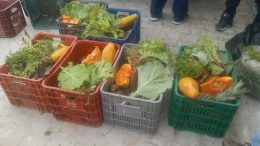 Com entrega de alimentos do PAA, município de São Francisco do Conde fortalece agricultura familiar