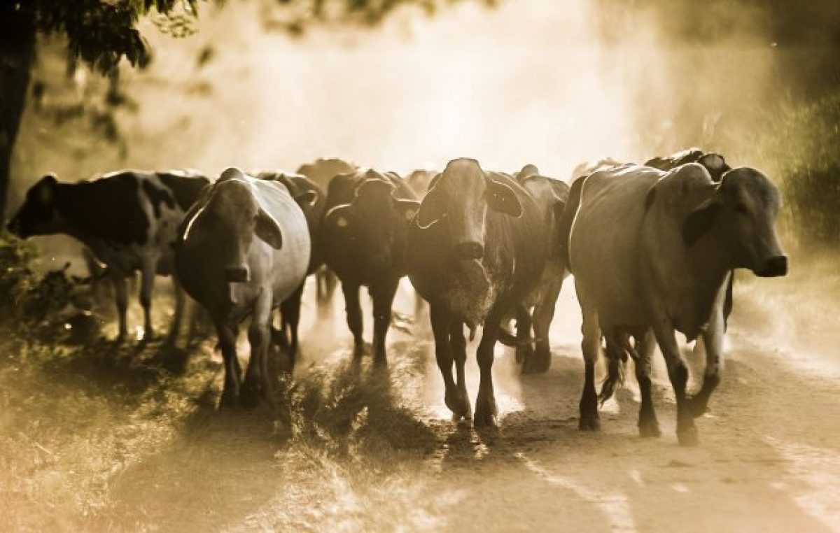 SEMAP dá prazo até o dia 31 de maio para que os proprietários retirem os animais que foram apreendidos nas vias públicas do município