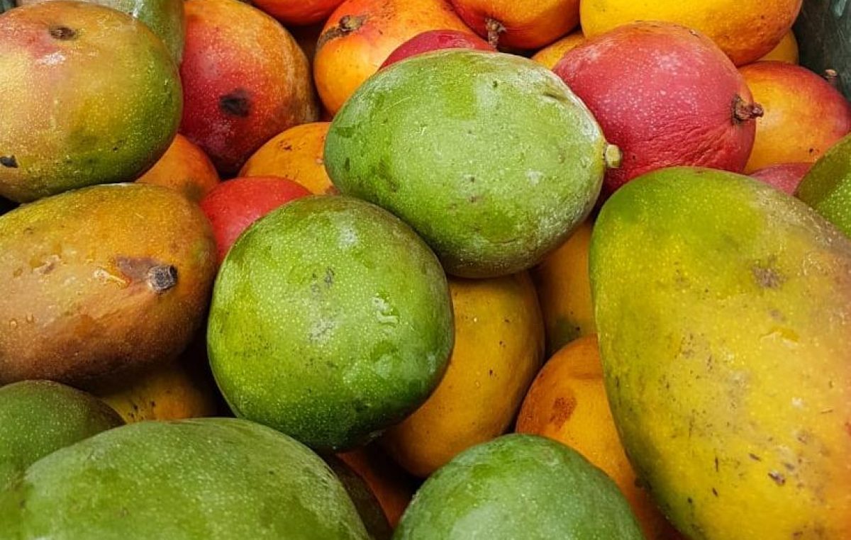 PAA auxilia no escoamento da produção de agricultores familiares e na oferta de alimentos a pessoas em situação de vulnerabilidade