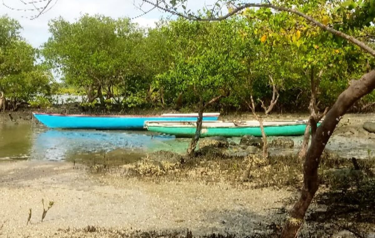 SEMANA DO MEIO AMBIENTE: Recuperação e Restauração dos Ecossistemas é um desafio para os próximos anos