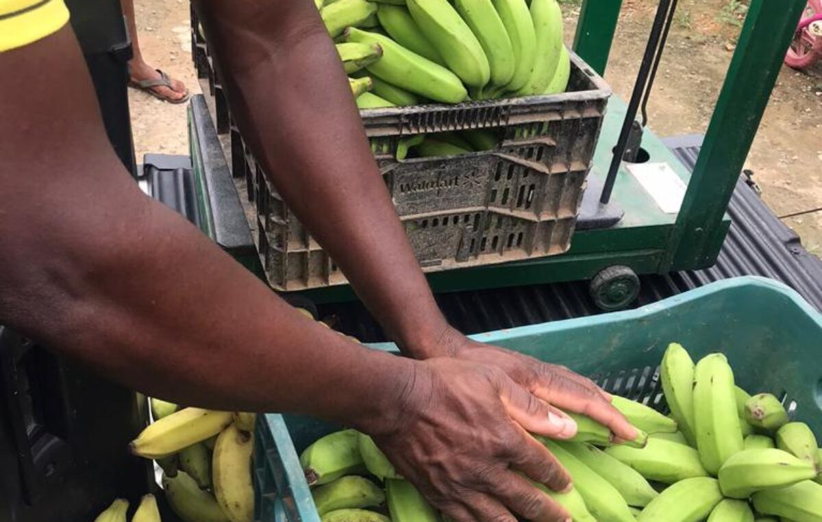 SEMAP adquiriu mais de 20 toneladas de produtos agrícolas, através do Programa de Aquisição de Alimentos (PAA)