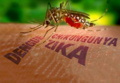 Dengue, Chikungunya e Zika: entenda a diferença entre os vírus e saiba como  se proteger - Portal da Prefeitura Municipal de São Francisco do Conde -  Bahia